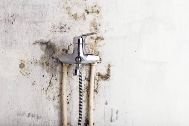 Best Home Mold Removal  in Gastonia, NC